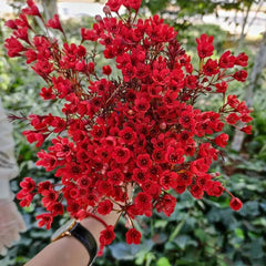 Chamelaucium Uncinatum - Winterharte Kübelpflanzen Luftreinigende Zimmerpflanzen Bonsaibaum Kletterpflanzen Blumensamen Gastgeschenk Hecken Sträucher Winterhart Blühend Schnell 25Samen