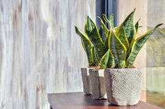 Bloomique - Sansevieria Superba - Bogenhanf - Sukkulenten - Zimmerpflanzen - Sehr Pflegeleicht - Höhe 20-30 Cm - Topf 9 Cm