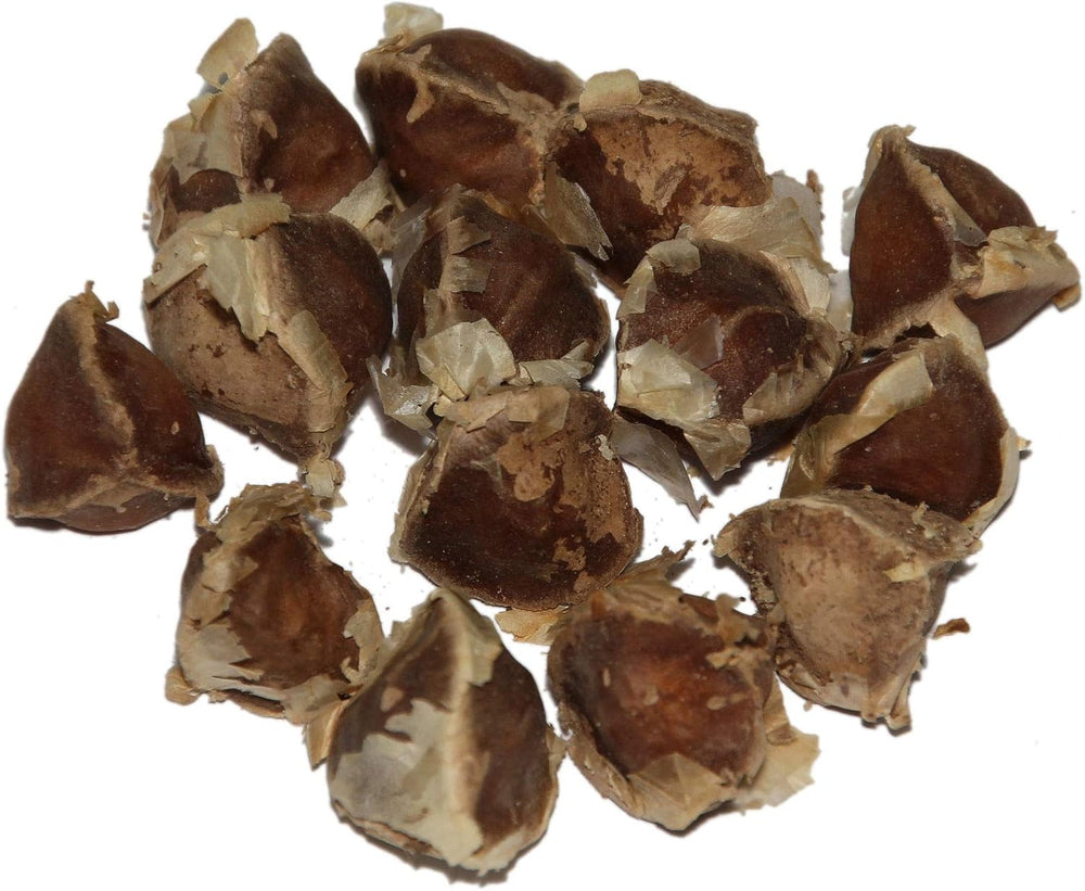 Moringa - Moringa oleifera - 10 semen *Také nazývaný křen*