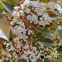 Glanzmispel Red Robin - Blühende Sträucher Winterhart Stauden Winterhart Mehrjährig Balkonpflanzen Exotische Bodendecker Gartendeko Für Draußen Sträucher Garten Schnell Wachsende 300Samen