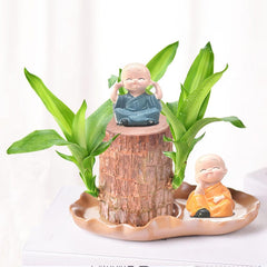 Brasilianische Holzpflanze Mit Blumentopf, Brasilianisches Glücksholz, Hydroponische Topfpflanze, Hydroponische Glücksholzpflanze, Reinigt Die Raumluft, Büro-Schreibtischpflanze Für Den Innenbereich