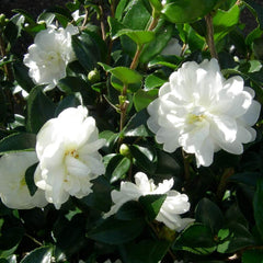 Sada 3 snů Camellia Gardeners (červená, bílá a růžová) - Odolné stálezelené kvetoucí keře - Odolné zahradní rostliny - Odolné balkónové rostliny - Odolné hrnkové rostliny