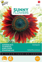 Slunečné květiny, slunečnice, večerní slunce