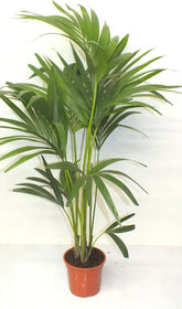 Blumen-Senf Kentia Palme 110-120 Cm Howea Forsteriana
