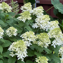 Rispenhortensie Wildblumen Exotische Blumenbeet Hydrangea Paniculata Frühlingsblume Winterharte Kübelpflanzen Bio Balkon Blumendeko Kletterpflanzen Steingartenpflanzen Balkon 100Samen