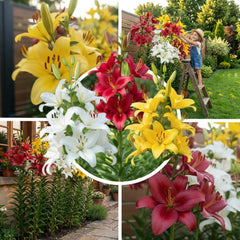 Kolekce obřích cibulí lilie (15 květinových cibulí), 5 vonných odrůd, 5 od každé barvy, holandská vytrvalá směs pro zahradu (velké cibule, bez semen)