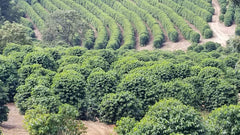 CAFES GUILIS DESDE 1928 AMANTES DEL CAFÉ Kaffeebohnen Arabica Black Blend 1kg