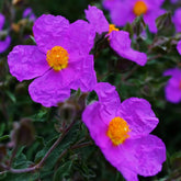 Zistrose Zimmerbonsai Schnittblumen Cistus Creticus Garten Baumsamen Bonsai Sommerblumen Balkonpflanzen Frühlingsblumen Exotische Bio Grünpflanzen Gartenpflanzen Winterhart Mehrjährig 300Samen