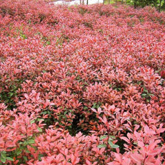 Glanzmispel Red Robin - Outdoor Sträucher Garten Blühende Sträucher Winterhart Stauden Winterhart Mehrjährig Seltene Bodendecker Exotische Balkonpflanzen Schnell Wachsende 400Samen