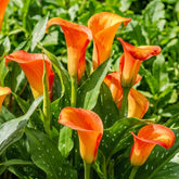 Calla Bulbs Hardy trvalka - Zantedeschia Orange Passion (oranžová) - 5 velkých květinových cibulí - Skutečné holandské rostliny - Pro zahradu a květináče (ne semena, ne umělé)