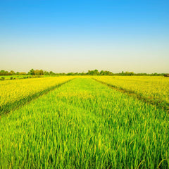 - Langkornreis USA Styl - 1 X 20 KG