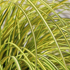 Carex Oshimensis Evergold Sträucher Für Den Garten Ziergras Sichtschutz Balkonpflanze Winterharte Kübelpflanzen Luftreinigende Zimmerpflanzen Seltene Outdoor Ziergräser 500Samen
