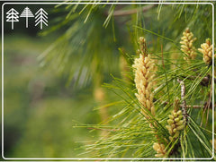 PINE POLLEN (Pinien Pollen) - Natürliche Wildsammlung | Top-Qualität Vom Nr.1-Original | 100% Rein + Laborgeprüft Auf Schadstoffe | GMP + ISO-9001 Zertifiziert | Frisch Geerntet | Roh Vegan | 100G