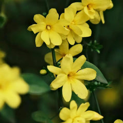 Winterjasmin Blumenbeet Sträucher Winterhart Blühend Winterjasminsamen Hochbeet Kräuterpflanzen Minigarten Blumensamen Mehrjährig Winterhart Balkonpflanzen Exotische Blumenwiese 200Samen