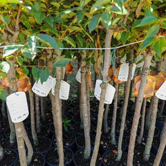 Kakibaum — O'Gosho — Obstpflanze Alte Sorte Im Topf Ø 24~26 Cm — Max. Höhe 160 Cm — 4 Jahre Alt — Italienische Baumschule