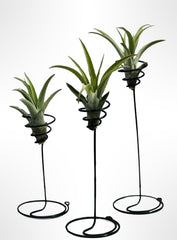 DREI Schöne Stehende Spiralen Mit Tillandsia Capitata Pfirsich.