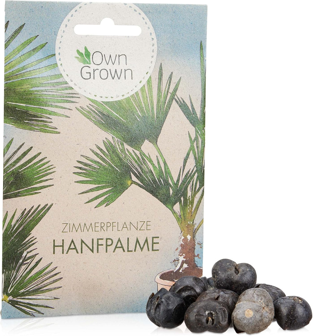 Chinesische Hanfpalme Saatgut: Palmen Samen Für 5X Palme Zimmerpflanze – Winterharte Zimmerpflanzen Groß – Grünpflanzen Zimmerpflanzen Samen Owngrown