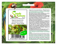 Stk - 10X Begonia Aequatorialis Ziersträucher Garten Pflanzen - Samen ID338 -
