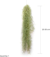 Air Plant Tillandsien Usneoides - Feenhaar Weiß - Tillandsien Hängend – Hängepflanze – Hängedeko - Luftpflanzen Hängend - Feenhaar Weiß - Pflanze Ohne Erde (1, 20-30 Cm)