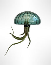 Jellyfish Luftpflanze XL – Smaragdgrüner Glas-Seeigel (Ca. 13 Cm) Mit Tillandsia – Handgemacht & Pflegeleicht – Hängedeko – Geschenkidee – Trendyairplants