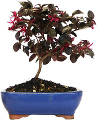 KENTIS - Bonsai Loropetalum - Echter Dekorativer Outdoor-Bonsai - Echte Pflanzen Für Die Balkonterrasse - H 35-40 Cm Topf Ø 21 Cm