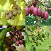 Kiwibeeren "Bestseller Quintett" Mini-Kiwi - 5 Pflanzen - Direkt Von KIWIRI - Europas Kiwi-Spezialisten. Mit Sortengarantie!