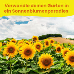 LERAVA® Sonnenblumen Samen Set (4 druhy) - Riesige gelbe & rote Sonnenblume - Zwerg und Sungold Teddy - Premium Sonnenblumensamen für Garten und Balkon - Blumensamen Geschenk für Hobbygärtner