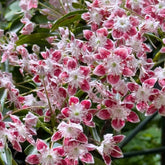 Berglorbeersamen - Seltene Balkon Deko Exotische Winterhart 500Pcs