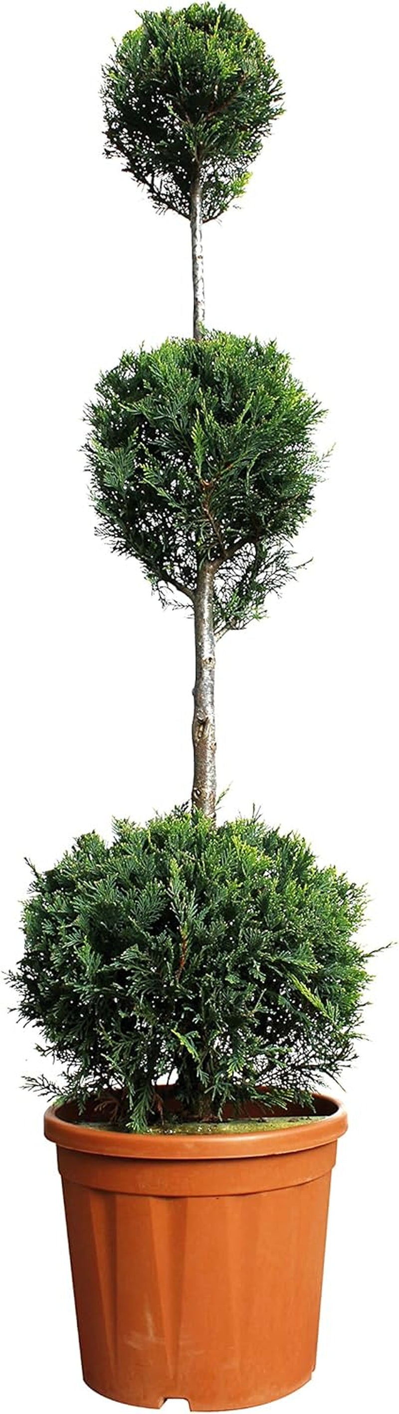 KENTIS - Cupressocyparis Leylandii - Drei Ball Zypressen - Echte Winterharte Pflanzen Für Garten - H 140-160 Cm Topf Ø 30 Cm