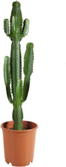 Bloomique - Euphorbia Acrurensis - Cowboy Kaktus - Sukkulenten - Zimmerpflanzen - Sehr Pflegeleicht - Höhe 80-100 Cm - Topf 24 Cm