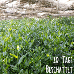 KLUIZ Gyokuro Tokiwa organic - Prima recoltă culeasă manual - Ceai verde japonez I 100 grame I Ceai verde organic