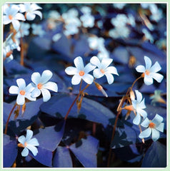 Směs cibulovin, mysteriózní kouzelná cibulka, mrazuvzdorná výsadba, mrazuvzdorná trvalka, mrazuvzdorné cibuloviny – 3 cibule orchidejí