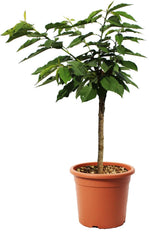 KENTIS - Garden Bing Zwergkirschenpflanze - Echte Pflanzen Für Den Außenbereich - Kleiner Obstbaum Für Den Kirschgarten - Kulturtopf Ø 24 Cm