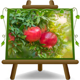 Granatapfel Junger Baum - Pferdezahn - Obstpflanzen Antik Auf Blumentopf Einer Vase Von 20 - Baum Max 170 Cm – 2 Jahre Anbau Italien