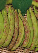 Stangenbohnen BRAGANÇANO, Mehrfarbig, XXL 12