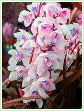 Směs cibulovin, mysteriózní kouzelná cibulka, mrazuvzdorná výsadba, mrazuvzdorná trvalka, mrazuvzdorné cibuloviny – 3 cibule orchidejí