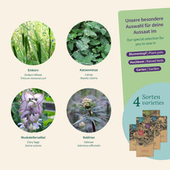 Magic Garden Seeds – bylinky pro kočky: Catnip, kozlík lékařský, šalvěj a catnip – Semínko se 4 rostlinami pro hru, okusování a relaxaci