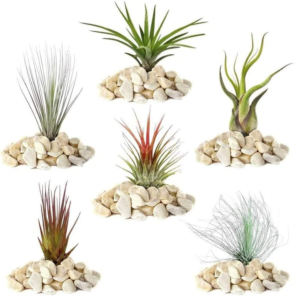 Gardeners Dream: 4 skutečné rostliny Tillandsie - 4 skutečné rostliny Tillandsia Air Plants - Terarijní rostliny - Dekorativní rostliny do terária - Pokojové rostliny na čištění vzduchu - Dekorativní rostliny - Skutečné rostliny