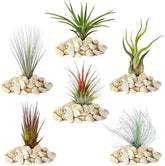 Gardeners Dream: 4 skutečné rostliny Tillandsie - 4 skutečné rostliny Tillandsia Air Plants - Terarijní rostliny - Dekorativní rostliny do terária - Pokojové rostliny na čištění vzduchu - Dekorativní rostliny - Skutečné rostliny