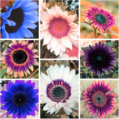 Blumenzwiebel Mix, Winterhart zwiebeln, Winterhart pflanzen, Mehrjährige Blumenzwiebel ist winterhart, Mysteriöse magische Glühbirne-4 Pflanzen Funken Hosta Rhizom