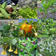 Legendární rostliny přesličky – set semen s 5 kouzelnými rostlinami