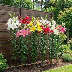 Giant Lily Bulbs Kolekce Hardy Tree - Odolné květinové cibule - Balení po 15 v 5 odrůdách a barvách - Holandská směs pro zahradní výsadbu (ne semena, neumělé)