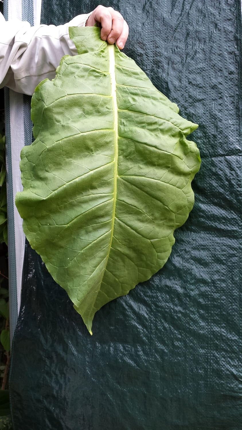 Tobacco Seeds 5x1000 Genuine Smoking Tobacco 5 Variety Virginia, Red Front, Orient Xanthi, Baden Geudertheimer Fresh. Sklizeň 2025