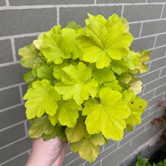 Heuchera - Purpurglöckchen Küchenkräuter Balkonpflanzen Wildkräuter Luftreinigende Zimmerpflanzen Kräuterpflanzen Geschenke Für Immergrüne Sträucher Hecken Hochbeet 250Samen