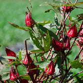 Hibiscus Sabdariffa Bio Schnell Wachsende Sträucher Hecken Immergrüne Sträucher Winterhart Blühend Blumenwiese Für Sonnige Plätze Hochbeet Küchenkräuter Balkonpflanzen 60Samen