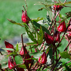 Hibiscus Sabdariffa Bio Schnell Wachsende Sträucher Hecken Immergrüne Sträucher Winterhart Blühend Blumenwiese Für Sonnige Plätze Hochbeet Küchenkräuter Balkonpflanzen 60Samen