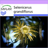 SAFLAX - Kakteen - Königin Der Nacht - 40 Samen - Selenicerus Grandiflorus