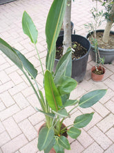 Paradiesvogelblume, Strelitziengewächs, Strelitzia Reginae Im Topf 65-80 Cm, Strelizie Pflanze