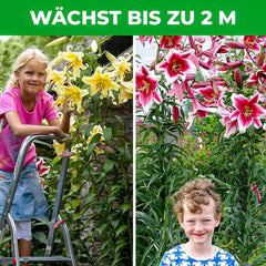 Giant Lily Bulbs Kolekce Hardy Tree - Odolné květinové cibule - Balení po 15 v 5 odrůdách a barvách - Holandská směs pro zahradní výsadbu (ne semena, neumělé)