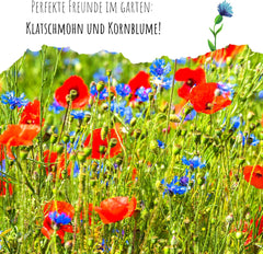 Semena Centaurea cyanus - Krásné a živé květy s dlouhou dobou kvetení pro barevnou květinovou louku (Mix, 1000 semen, 80 cm)